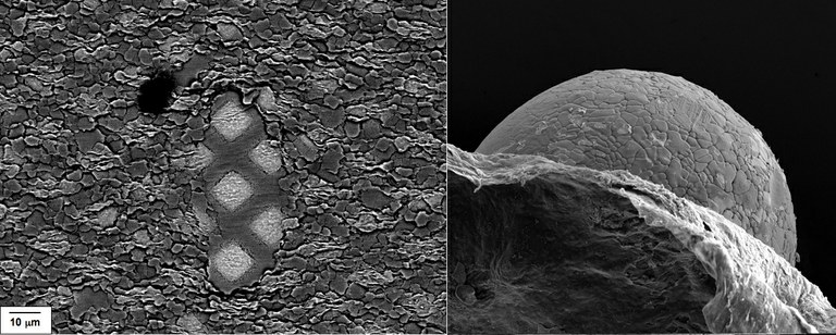 2008 Imaging Microstructure Contest Winners