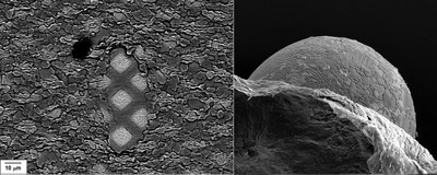 2008 Imaging Microstructure Contest Winners