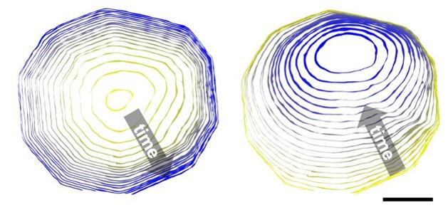 Now Showing in 3D: Quasicrystal Growth and Dissolution