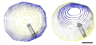 Now Showing in 3D: Quasicrystal Growth and Dissolution
