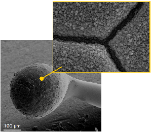 Scanning Electron Microscope (SEM) image of the conducting polymer poly(ethylenedioxthiophene) (PEDOT) / poly(styrene sulfonate) (PSS) electrochemically coated onto a platinum-iridium cochlear ball electrode.  The close-up view shows the high surface area nanofibrillar texture that leads to a significant reduction in the impedance and increase in charge capacity.   These materials are being investigated both in-vitro and in-vivo for their ability to improve the performance of biomedical devices intended for long-term implantations in living tissue.  Image taken by Jeffrey L. Hendricks at the North Campus Electron Microscope Laboratory (EMAL).