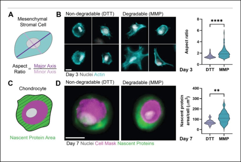 Sustainable synthesis route of hyaluronic acid polymers for biomedical applications