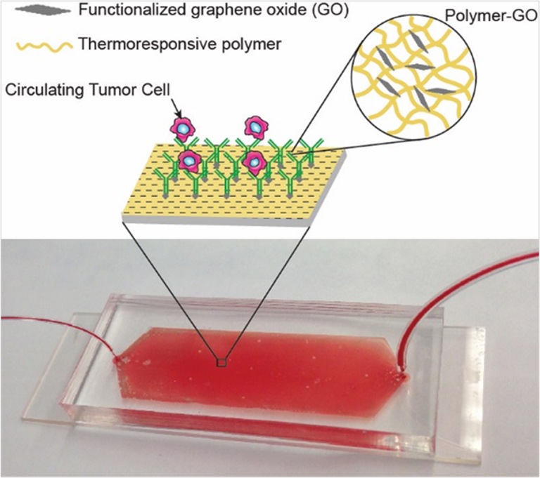 The Kim group developed stimuli-sensitive polymers for Efficient Capture and Release of Circulating Tumor Cells