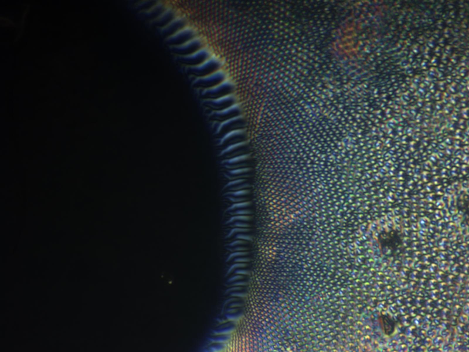 Charles Shaw, 2nd Place - Optical and Scanning Electron Microscopy