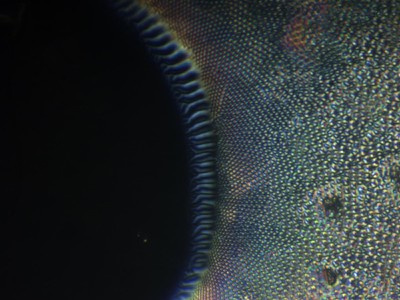 Charles Shaw, 2nd Place - Optical and Scanning Electron Microscopy