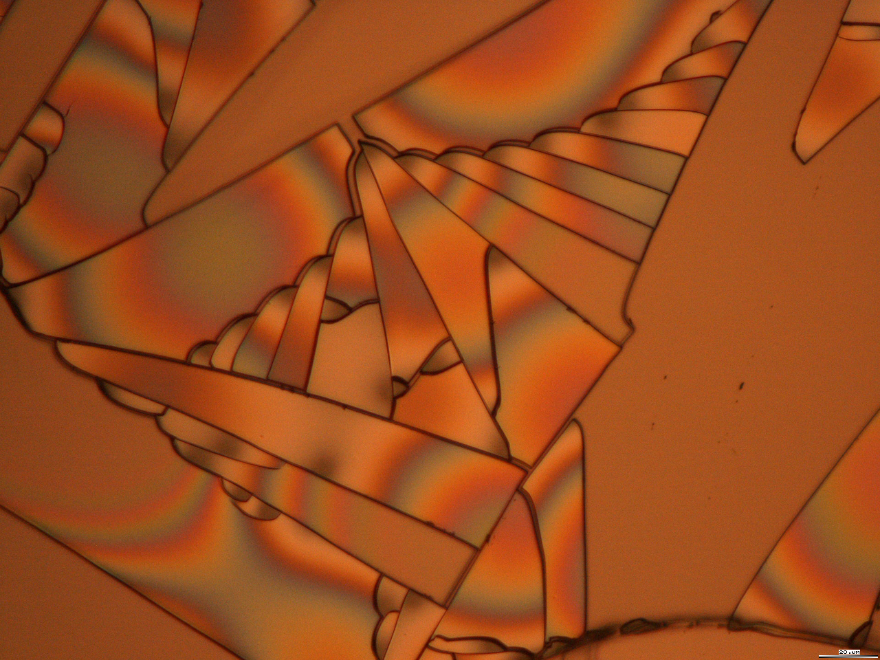 Gerri Bernard, 1st Place - Optical and Scanning Electron Microscopy