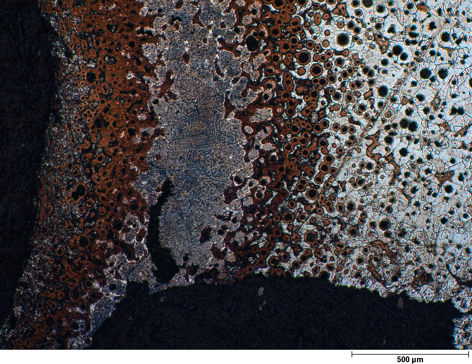 Steve Coryell, 3rd Place - Optical and Scanning Electron Microscopy